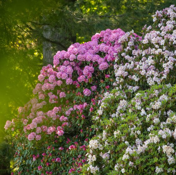 pink and white rhododendron plants